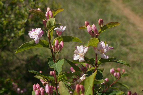 Tatarian honeysuckle
