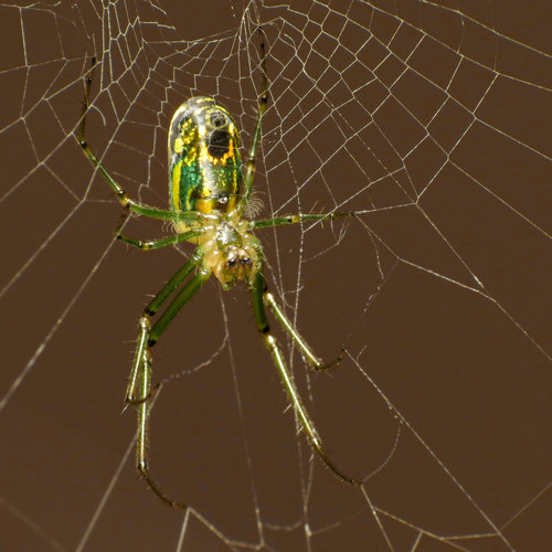 Orchard Orbweaver