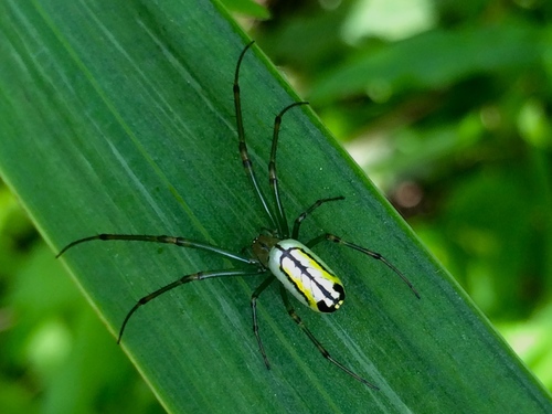 Orchard Orbweaver