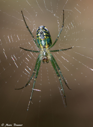 Orchard Orbweaver