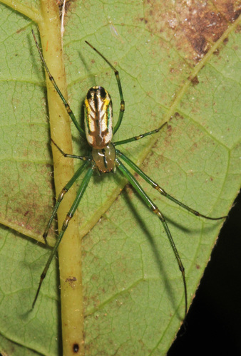 Orchard Orbweaver