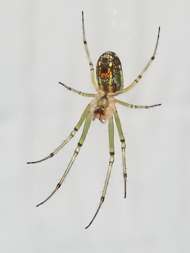 Orchard Orbweaver
