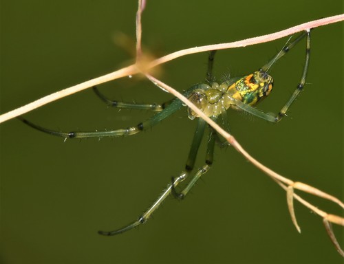 Orchard Orbweaver