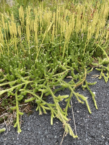 stag's-horn clubmoss