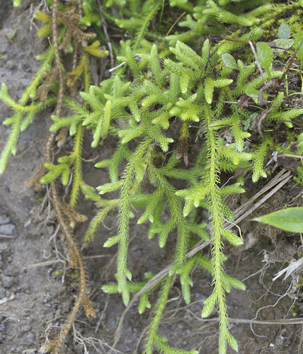 stag's-horn clubmoss