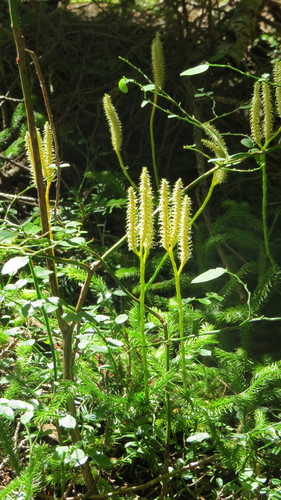 stag's-horn clubmoss