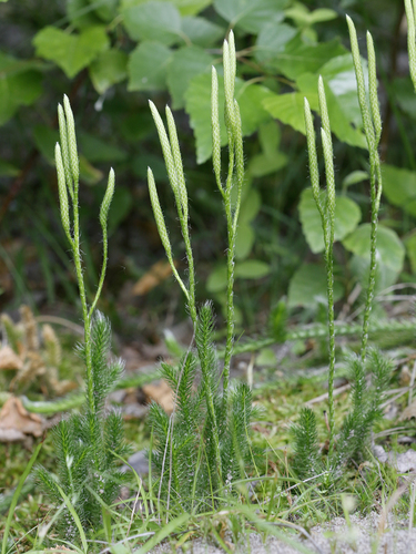 stag's-horn clubmoss