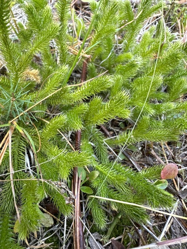 stag's-horn clubmoss