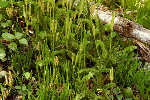 stag's-horn clubmoss