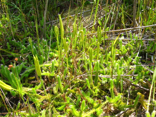 stag's-horn clubmoss