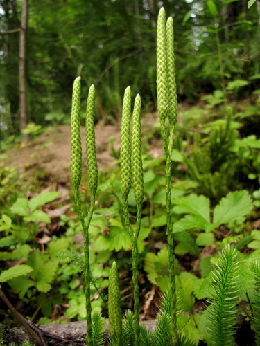 stag's-horn clubmoss