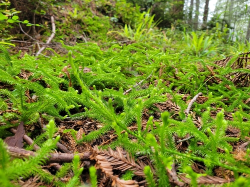 stag's-horn clubmoss