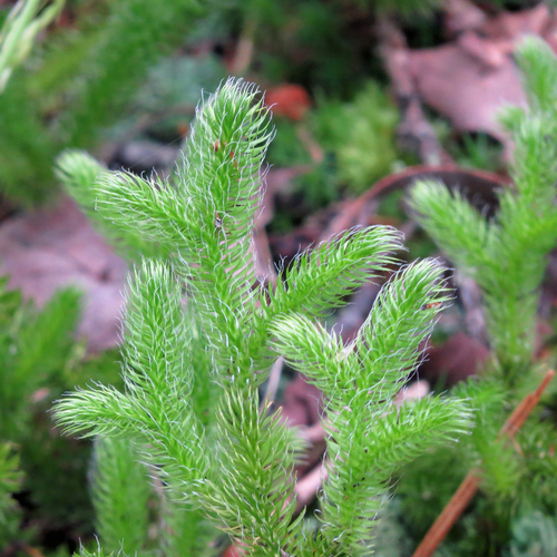 stag's-horn clubmoss