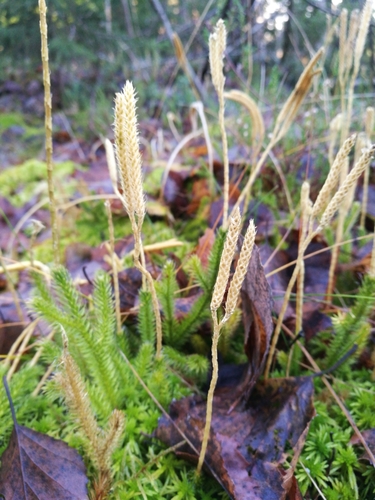 stag's-horn clubmoss