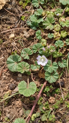 dwarf mallow