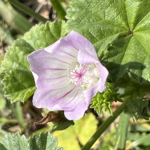 dwarf mallow