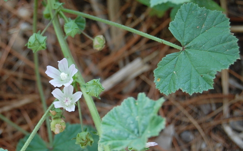 dwarf mallow