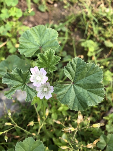 dwarf mallow