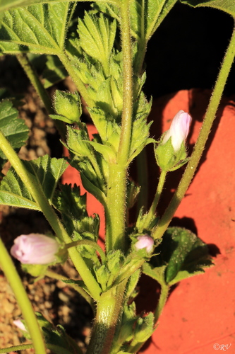 dwarf mallow