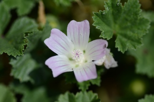 dwarf mallow