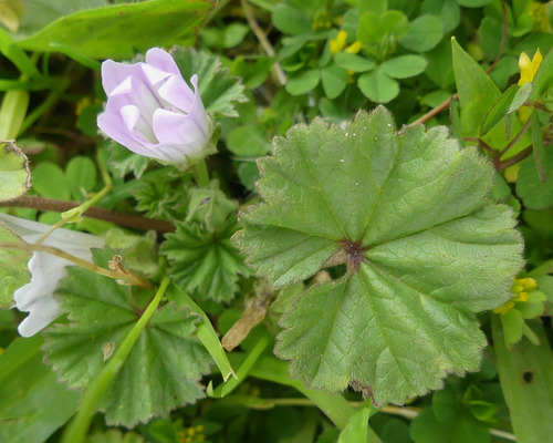 dwarf mallow