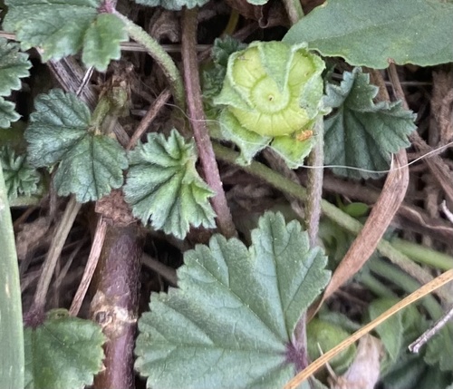 dwarf mallow