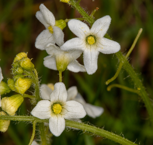 coastal manroot