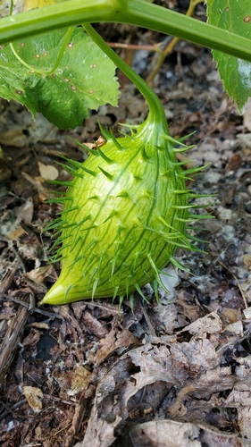 coastal manroot