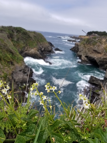 coastal manroot