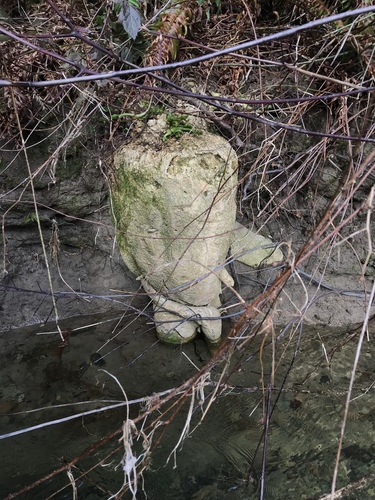 coastal manroot