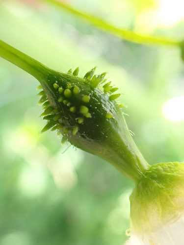 coastal manroot