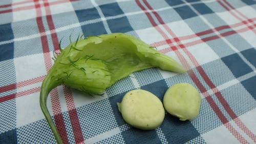 coastal manroot