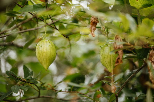 coastal manroot