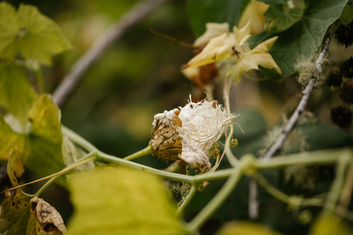 coastal manroot