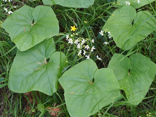 coastal manroot