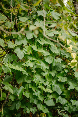 coastal manroot