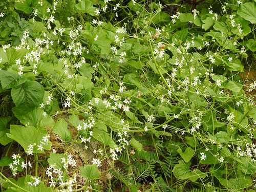 coastal manroot