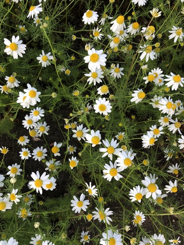 German Chamomile
