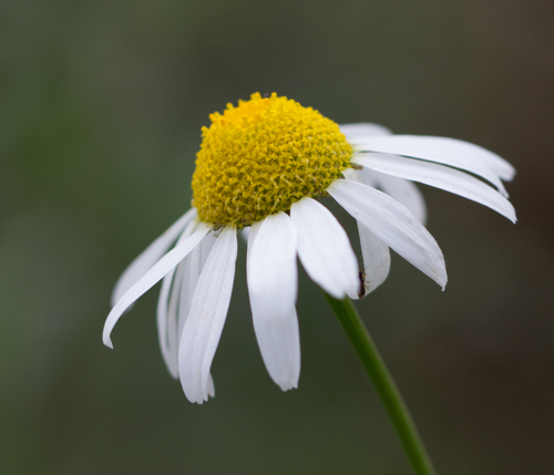 German Chamomile