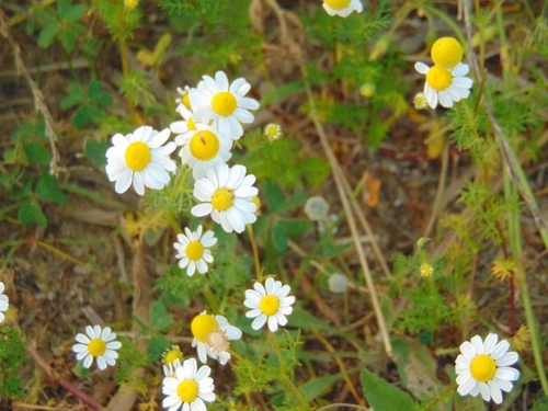German Chamomile