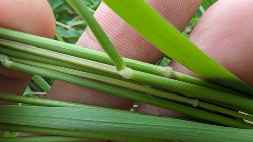 Natal Grass