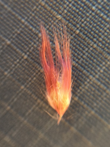 Natal Grass