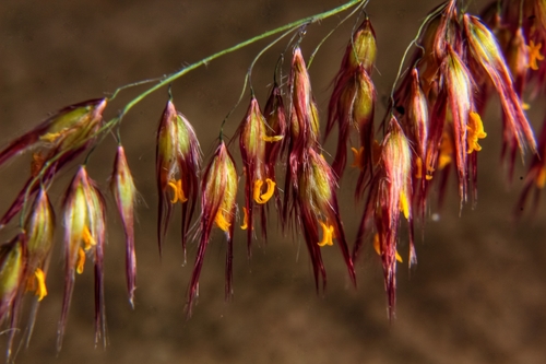 Natal Grass