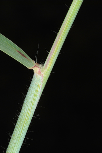 Natal Grass