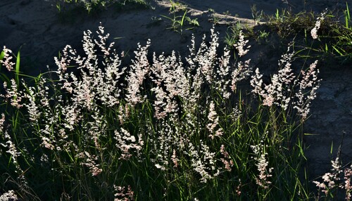 Natal Grass