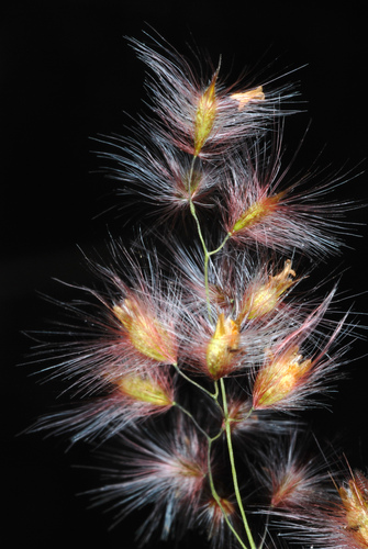 Natal Grass