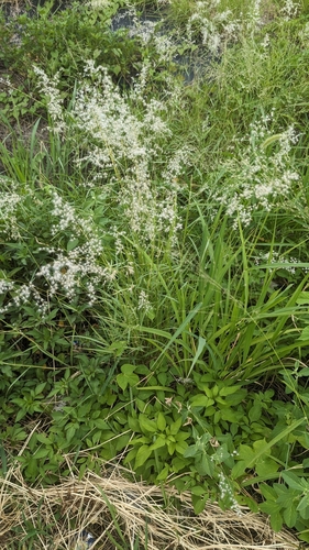 Natal Grass