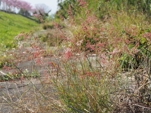 Natal Grass