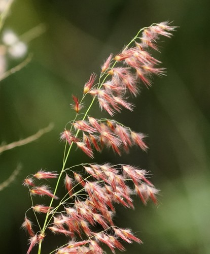 Natal Grass
