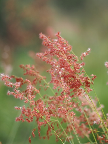 Natal Grass